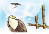Câu chuyện đại bàng (Phần 7 – cuối) Câu chuyện đại bàng